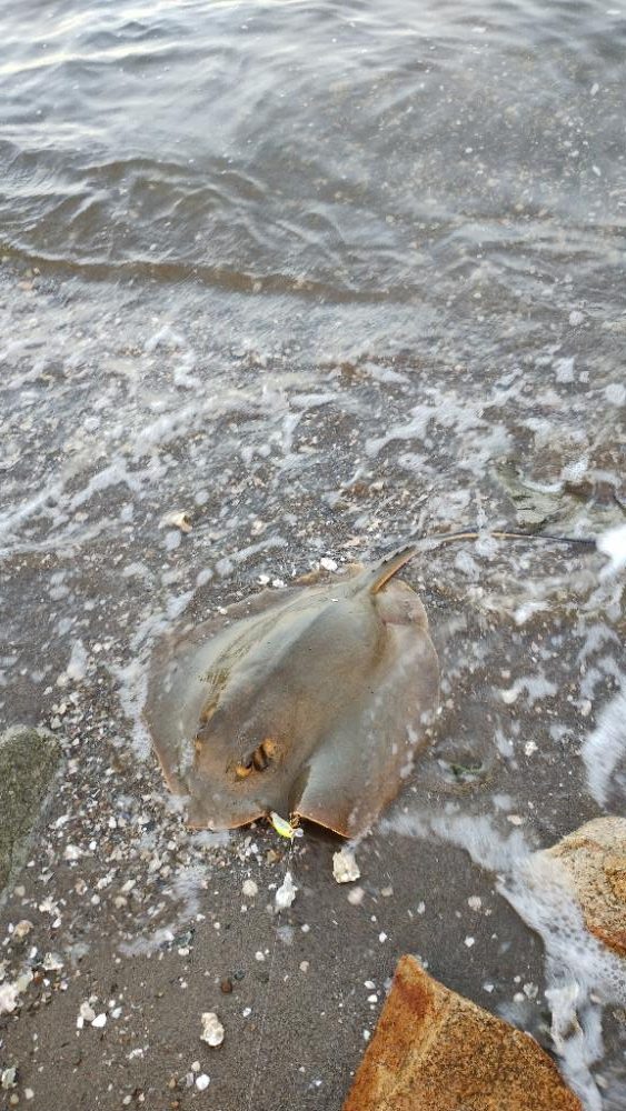 フラットフィシュ?