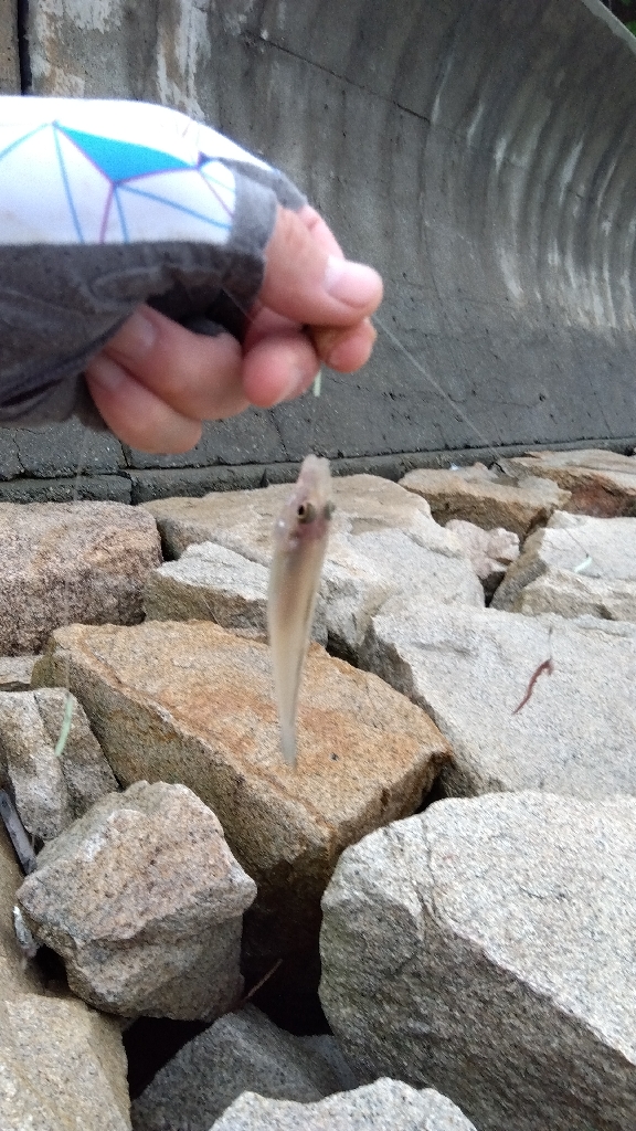 室津の投げ釣り