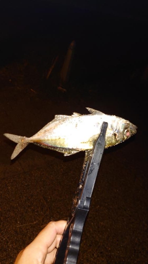 ガッシーは裏切らない！