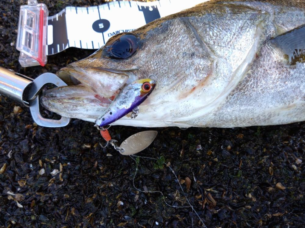 夏デイシーバス