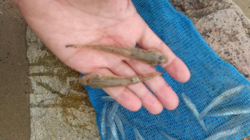 デキハゼ～雨の前に…