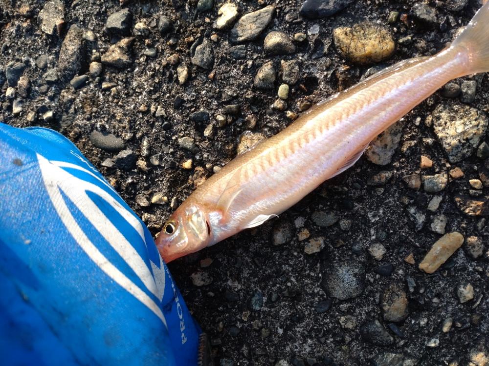 投げ釣りでキス