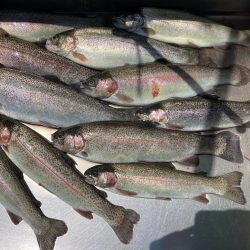 釣食浪漫 ~再びサクラマスゲットなるか!~