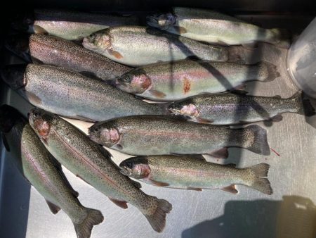 釣食浪漫 ~再びサクラマスゲットなるか!~