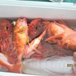 キントキ、鬼カサゴ　釣れました(^_-)-☆