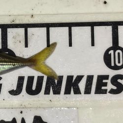 アジングイベント投稿で極豆ですが何か・・・笑笑