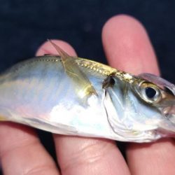 まだまだアジはおりますなぁ～