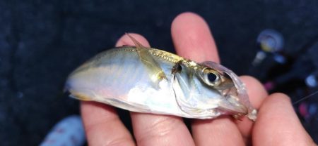 まだまだアジはおりますなぁ～