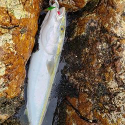 鰤っちやいました