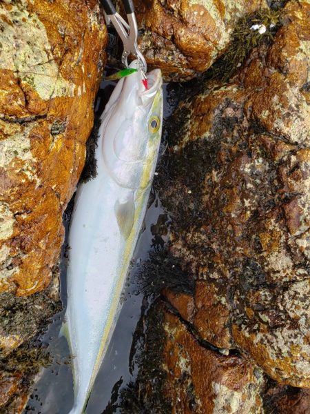 鰤っちやいました