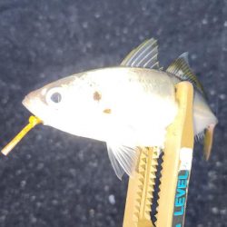 コンスタントにアジ！