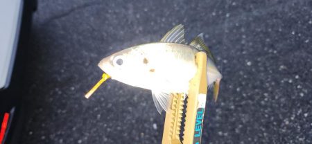 コンスタントにアジ！