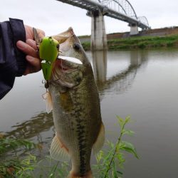雨が振ったらデカハネ!