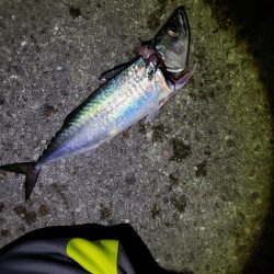 おおサバが釣りたくて