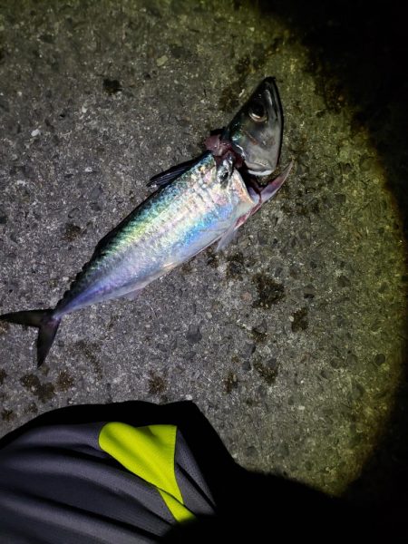 おおサバが釣りたくて