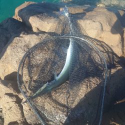 長くて飛ぶヤツ