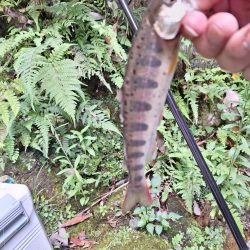 渓流管理釣り場