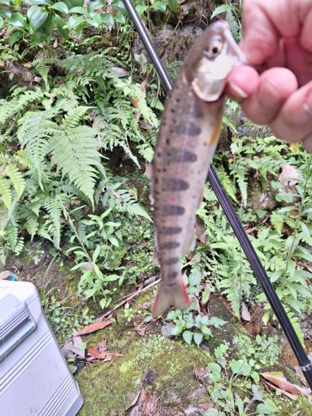 渓流管理釣り場