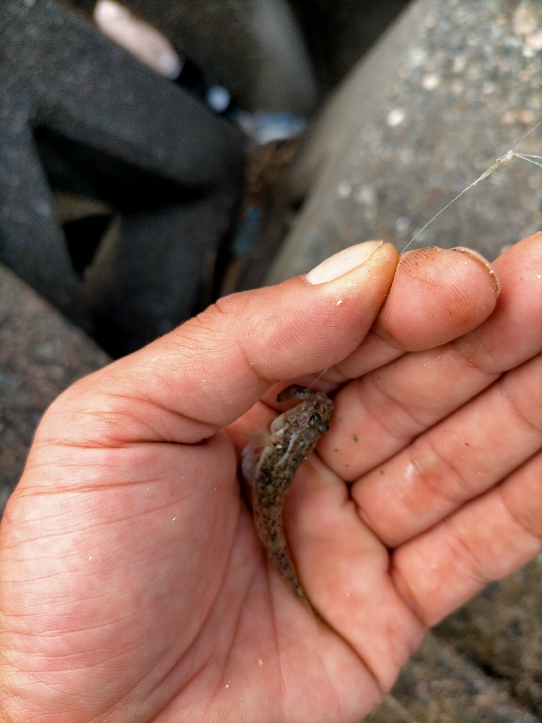 荒れた海でもキスは高活性