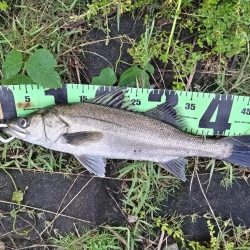 シーバス釣れました!