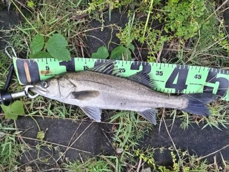 シーバス釣れました!