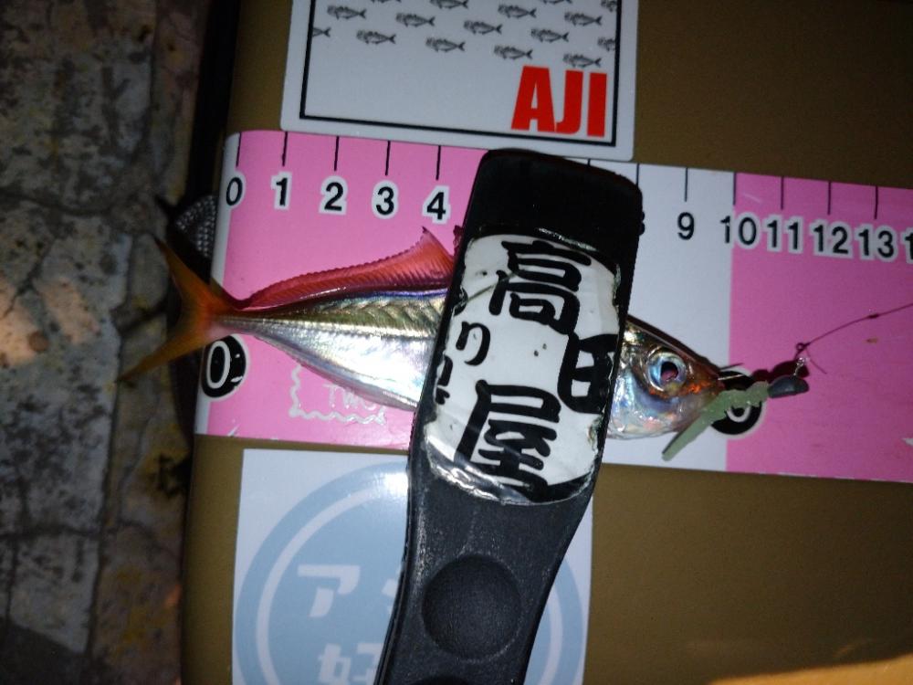 今夜も豆アジ修行