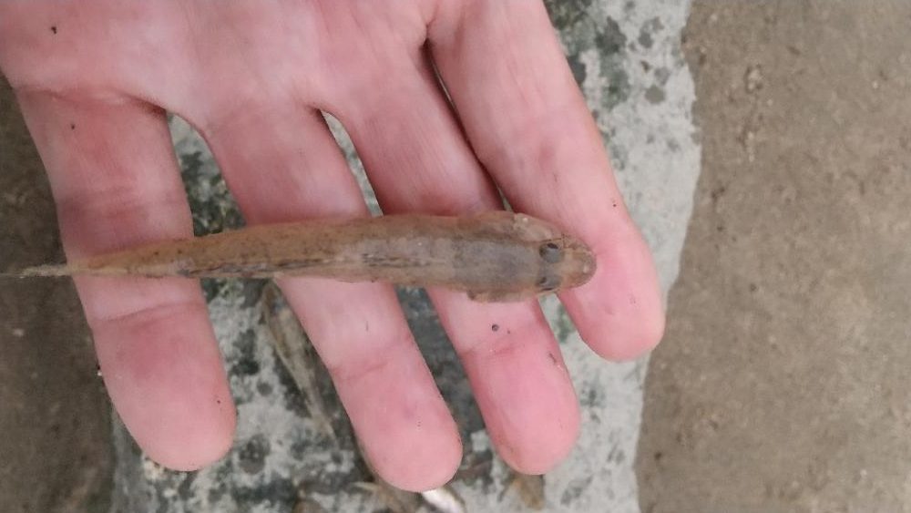 デキハゼ～涼を求めて…