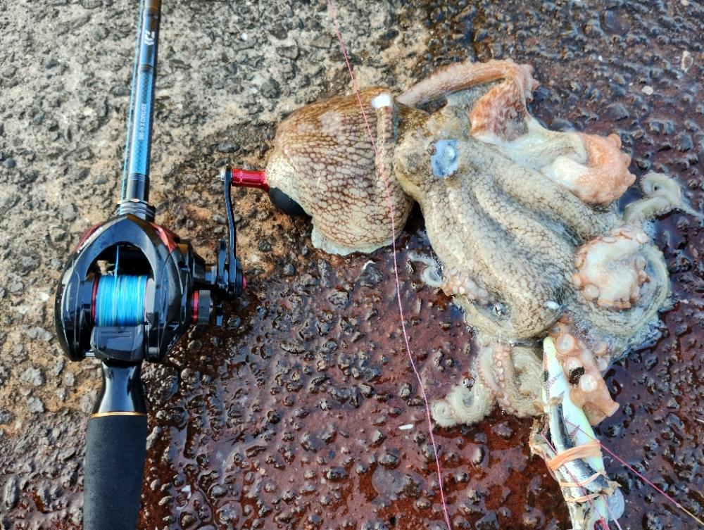 3度目の波止タコ