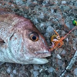 ショアから真鯛!