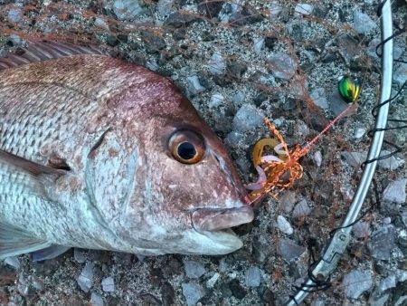 ショアから真鯛!