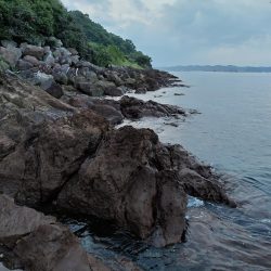 ロックフイッシュ&シーバス