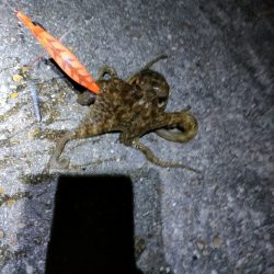 今日はタコの唐揚げ