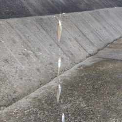 苅屋海岸のキス釣り