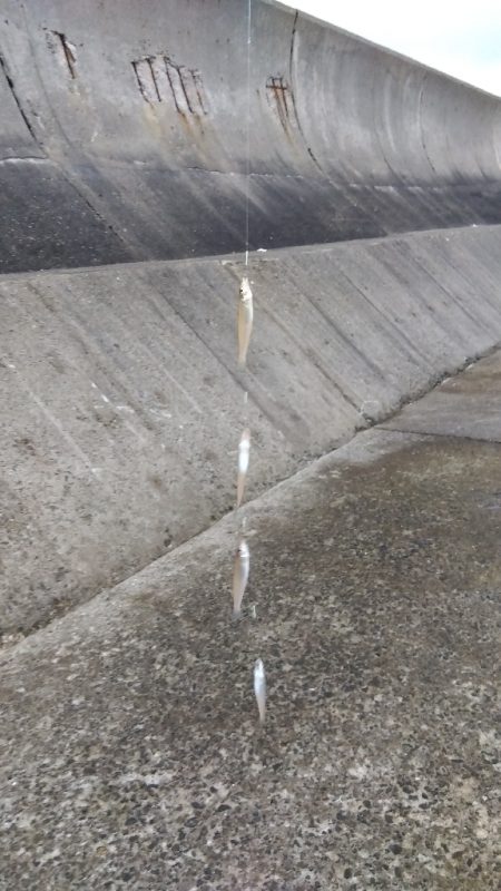 苅屋海岸のキス釣り