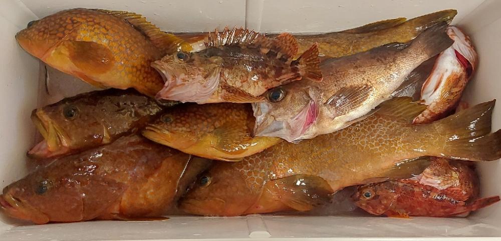 日本海 アコウ のませ釣り