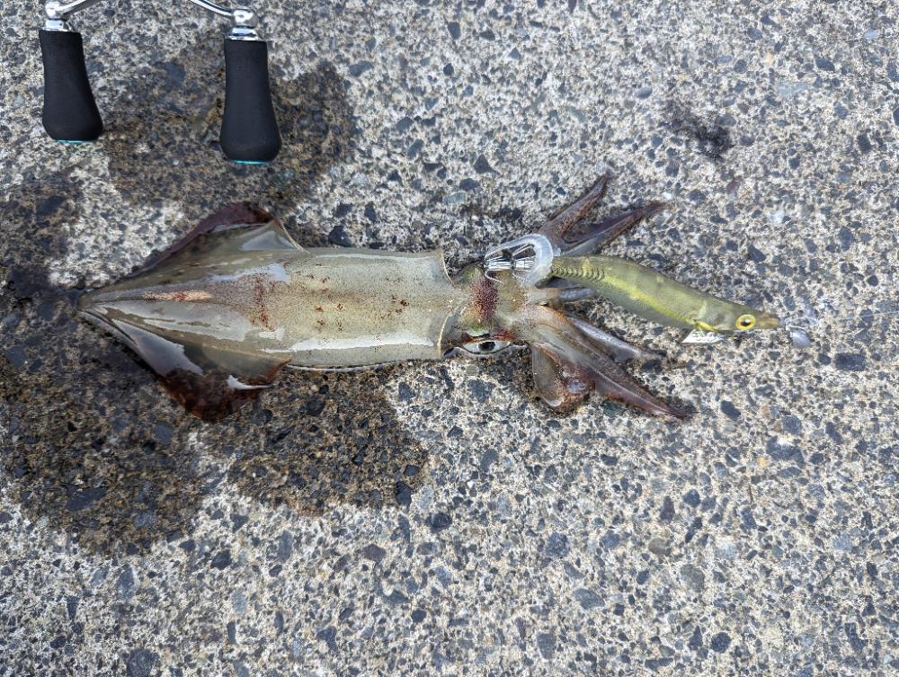 爆らない爆れないが好き