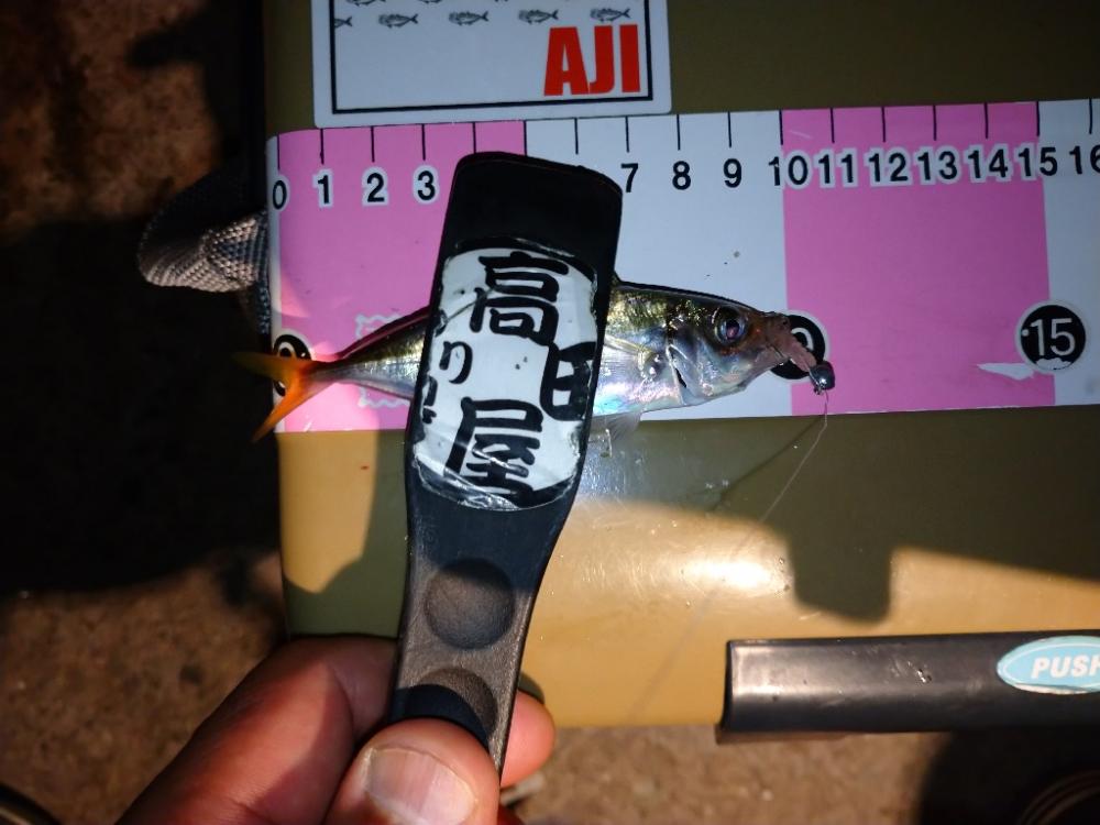 今夜も豆アジング