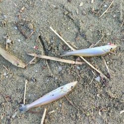 由良川河口でキス釣り