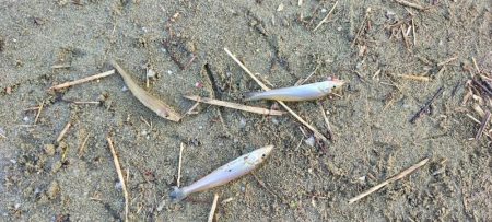 由良川河口でキス釣り