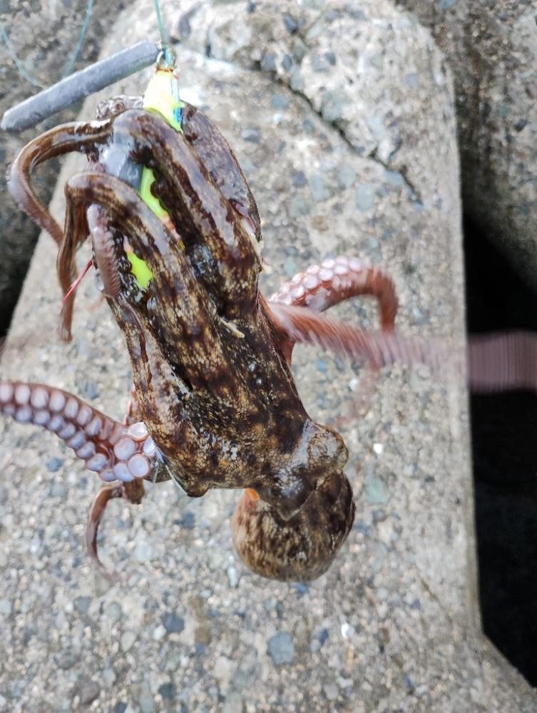 朝から軽めにタコ釣り
