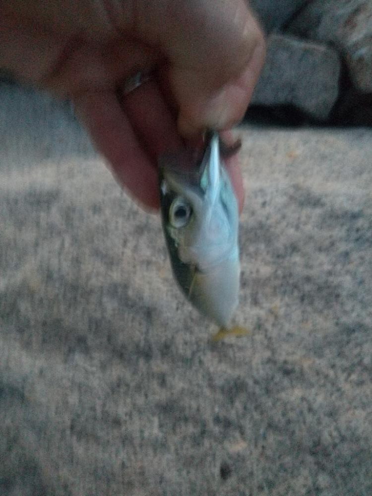 久しぶりのイソメで