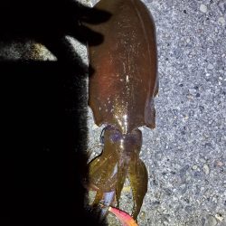 広川町リベンジ　良型ゲット