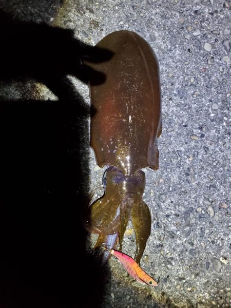 広川町リベンジ　良型ゲット