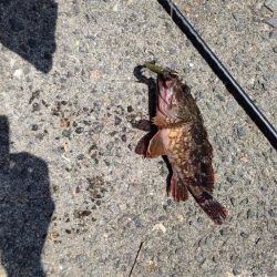 舞鶴でアオハタ。