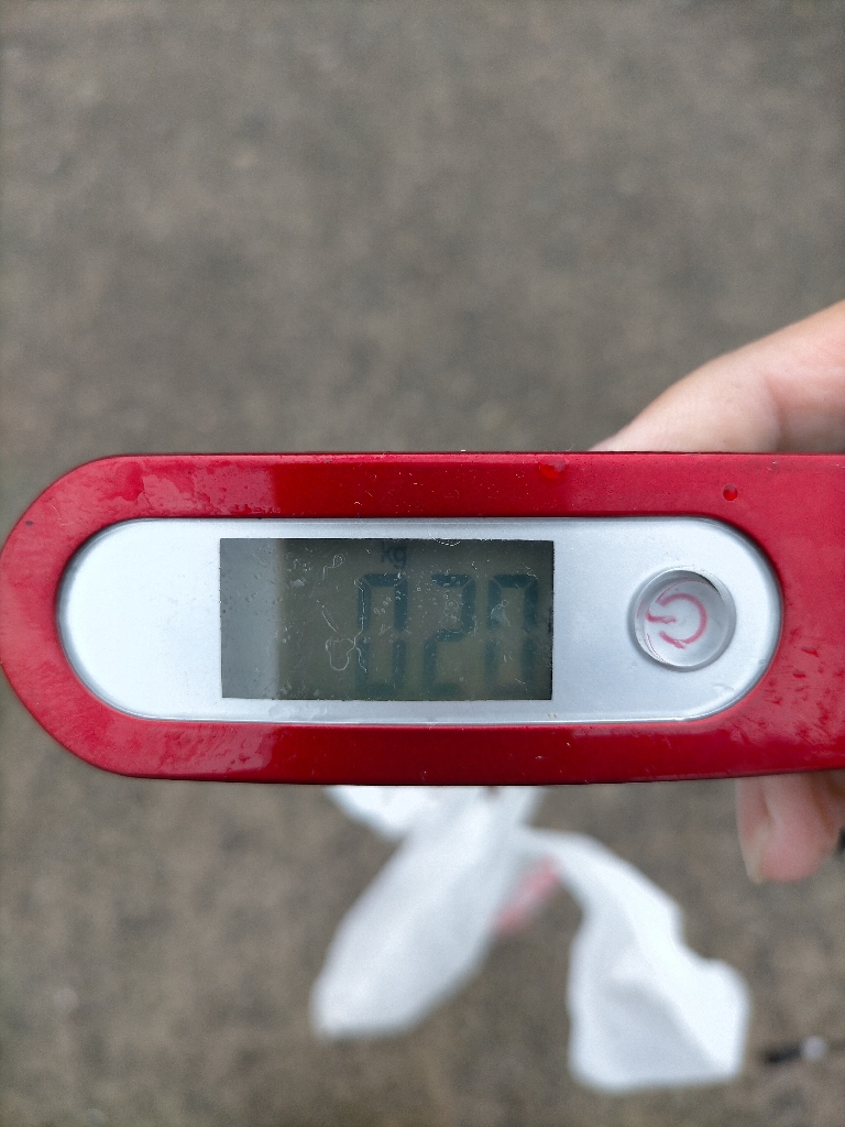 今季初タコチャレンジ