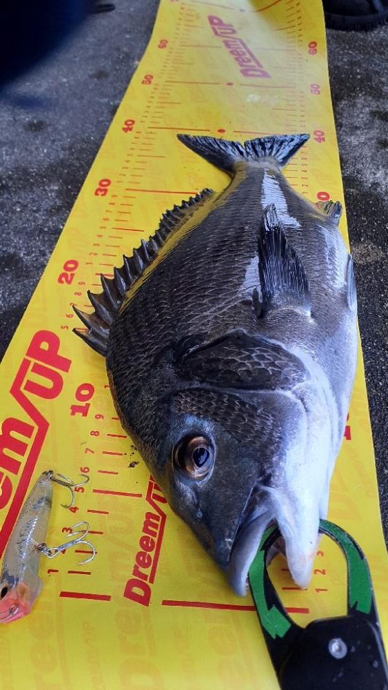 ポッパー楽しッ＼(^^)／