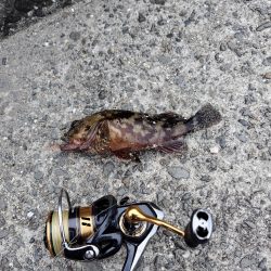 アジングのはずが