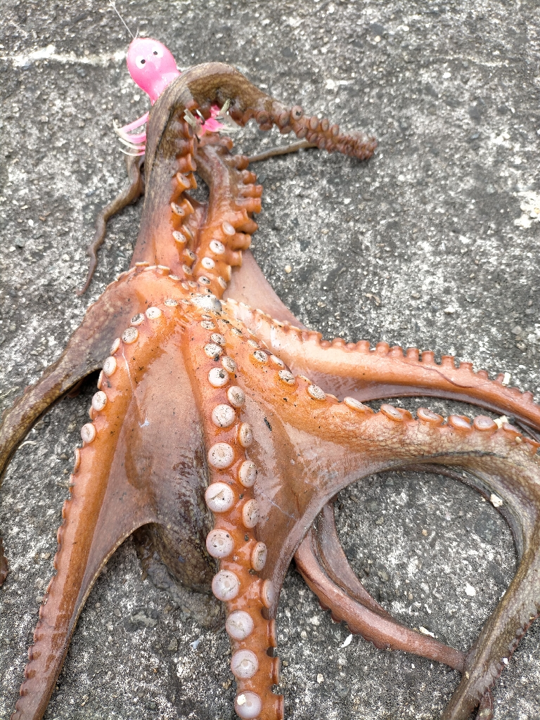 風強くてやりにくかったですが、、