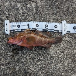 陸っぱり釣行記