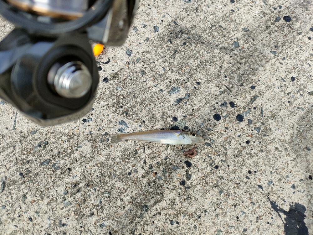 三連休はキス釣り